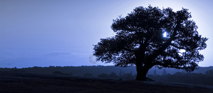 秋天日出时的古英国橡树剪影背景图片