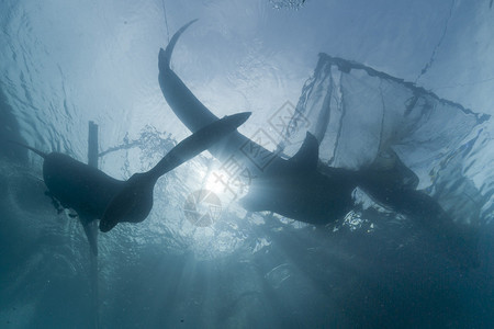 印度尼西亚巴布亚渔民平台下的鲸鲨图片