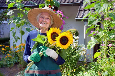 穿着蓝衣戴着花园帽子的花朵美丽的向日葵的快乐图片