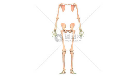 3D人体骨骼系统解剖上肢图片