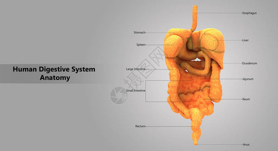 人体消化系统解剖学的3D插图图片