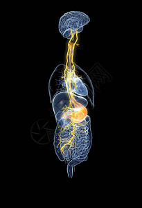 含有痛苦的胃和消化系统黑色背景3D医学插图片