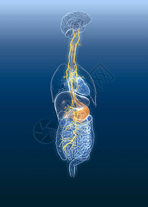 胃和消化系统3D医学插图背景图片