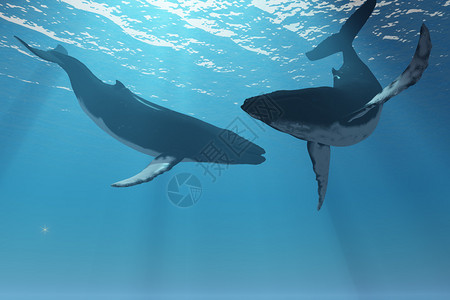 阳光照射在深海中一起游泳的两只座头鲸身上图片