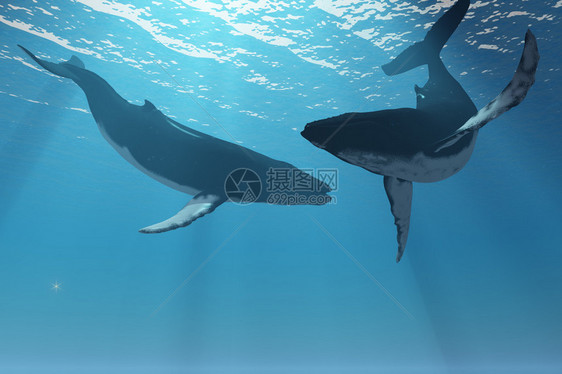 阳光照射在深海中一起游泳的两只座头鲸身上图片