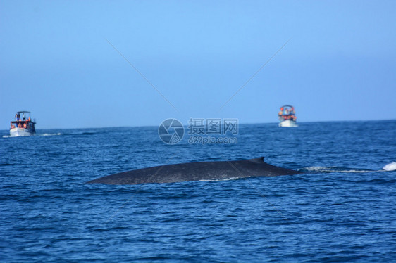深海中的大蓝鲸图片