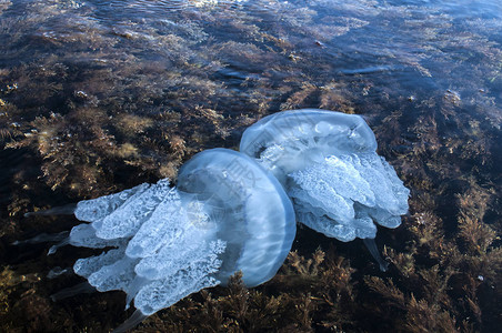 在岩石海湾水域浅处的藻类中图片