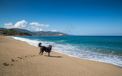 边境狗CollieCollie向外看海在科西卡海岸西海岸萨戈内附近的图片