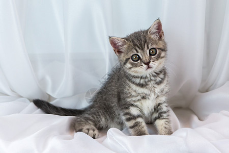 窗台上漂亮的小虎斑小猫苏格兰直系品种图片