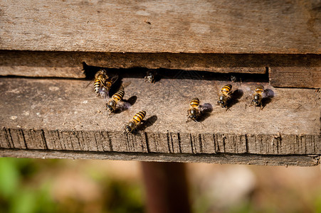 蜂蜜蜂从木图片