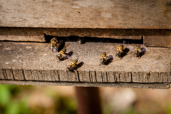 蜂蜜蜂从木图片