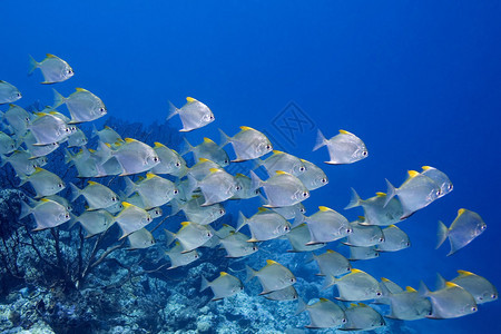一群飞镖鱼在珊瑚礁图片
