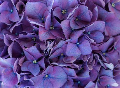 紫色Hydran图片