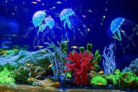 美丽的水母在荧光中与鱼图片