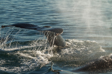 龙背鲸潜水的尾巴后光强调所有图片