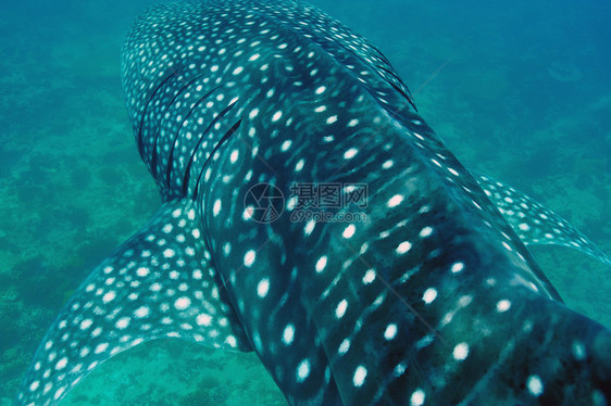 在马尔代夫清蓝水晶体中游泳的鲸鱼鲨Rhincodon图片