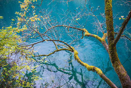 Jiuzhaigou河谷公园的苔树和深湖令图片