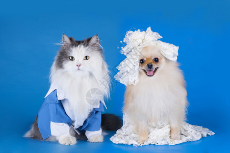 猫和狗的结婚照图片