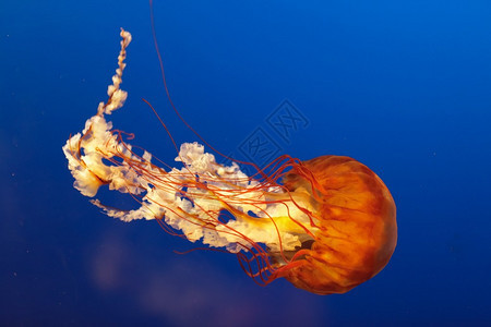 日本大阪水族馆的橙铃水母图片