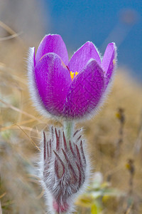 漂亮的毛茸的紫罗兰色白头翁图片
