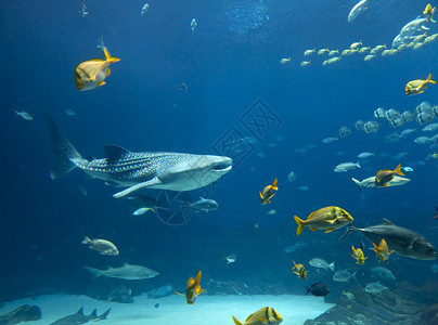 鲸鲨和鱼群水下图象图片