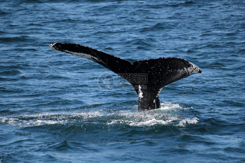鲸鱼视频免费观看高清版NBA全场回放无广告畅享极致观赛体验