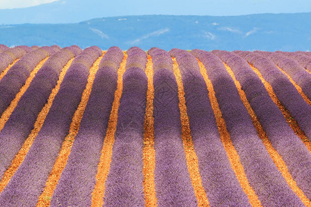 法国普罗旺斯的紫图片
