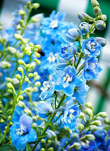 蓝色花朵的背景春天花卉图像图片