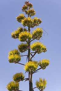 一个巨人世纪植物或者阿加夫阿米卡纳骄傲地站在一个图片
