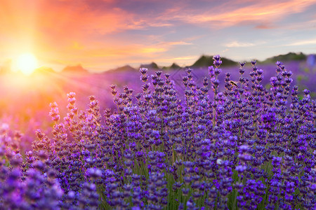 法国普罗旺斯紫罗兰色薰衣草田的日落图片