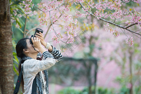 女人为美丽的樱花拍照粉红色的樱花图片