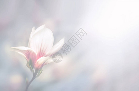 具有复制空间的盛开的玉兰花的浅色调中的软焦点图像抽象模糊的花朵故意运动图片