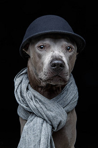 戴着黑色帽子和灰色围巾的美丽年轻蓝色泰国脊背犬在黑色背景上拍摄的工作图片