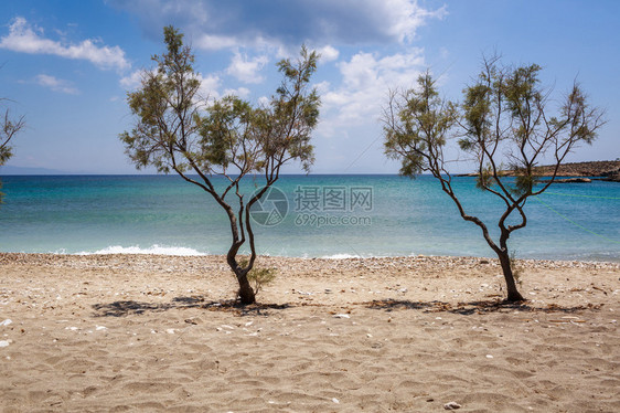 希腊帕罗斯岛海滩上的树木图片