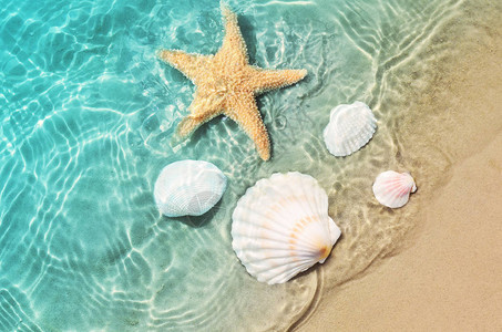 海滩水里的贝壳和海星图片