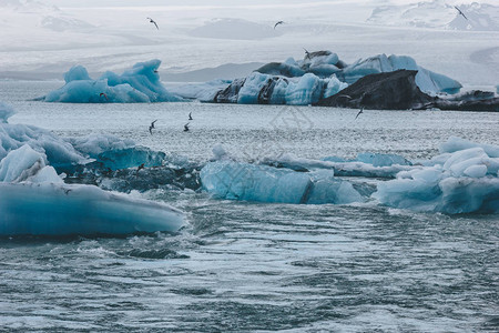 海鸥飞越冰岛Jokulsarlon湖中漂浮的美图片