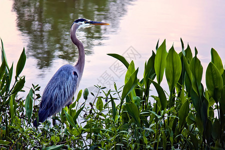 大蓝海隆Ardeaherodias是北大部分地区开阔水域附近和湿地共同居住的Heron家族Ardeida图片