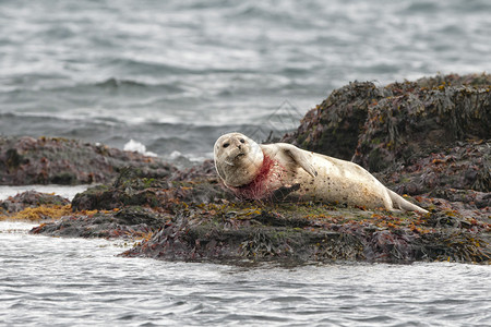 海豹被困在渔网中求救图片