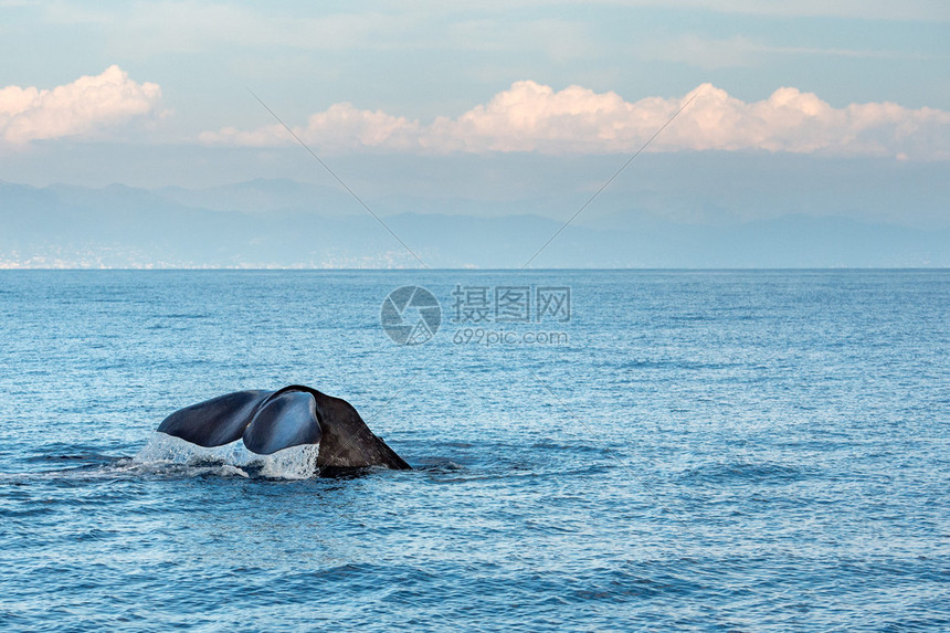 蓝色地中海的抹香鲸图片