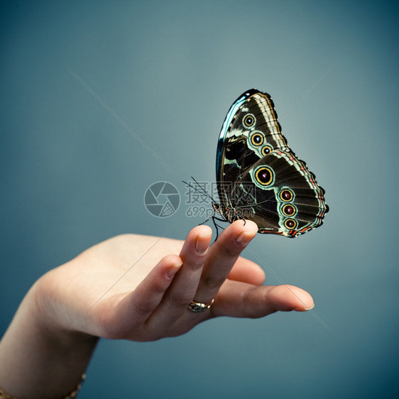 蝴蝶在手掌上蓝色图片