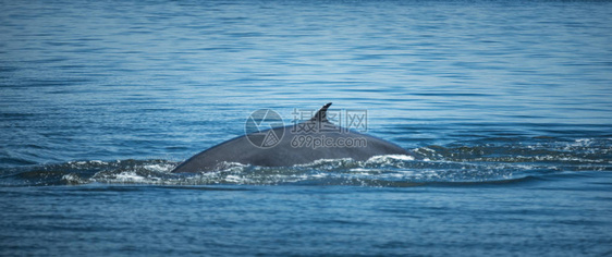 Bryde的鲸鱼图片