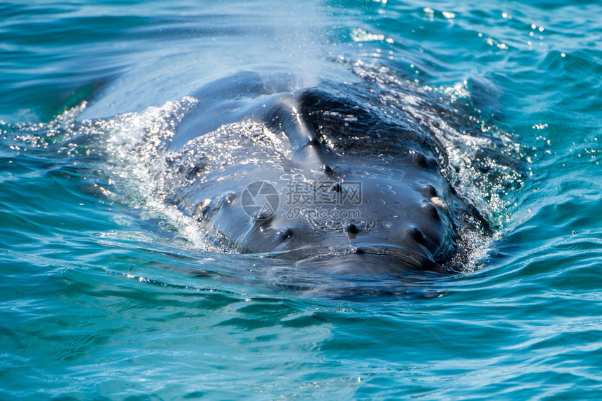 在西澳大利亚游泳的座头鲸图片