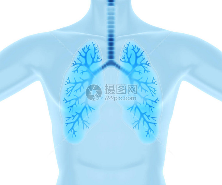 清洁和健康的肺3D插图图片