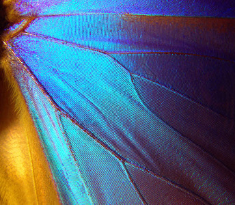 蝴蝶的翅膀莫福纹理背图片