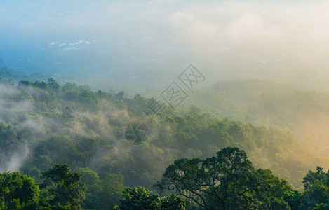 早上从高角度点拍摄的一排树与太阳和雾视图的像图片