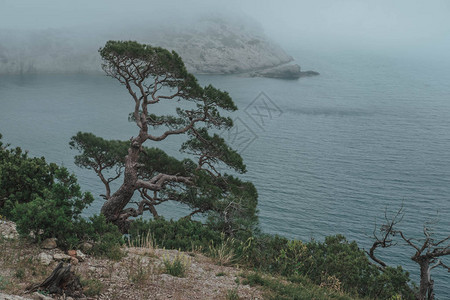 冬天的狂海风景多云水面上大雾图片