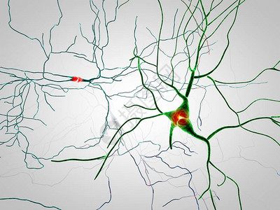 大脑神经元突触图片