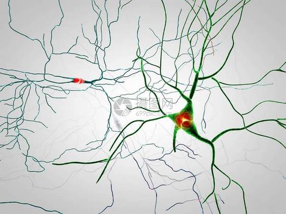 大脑神经元突触图片