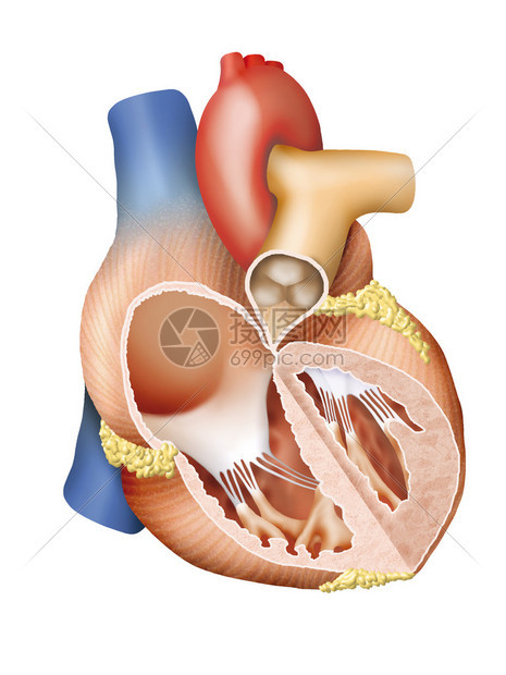 人的心脏横截面的详细说明图片