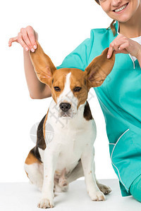 兽医拿着比格犬的大耳朵被白色隔开的短镜头图片